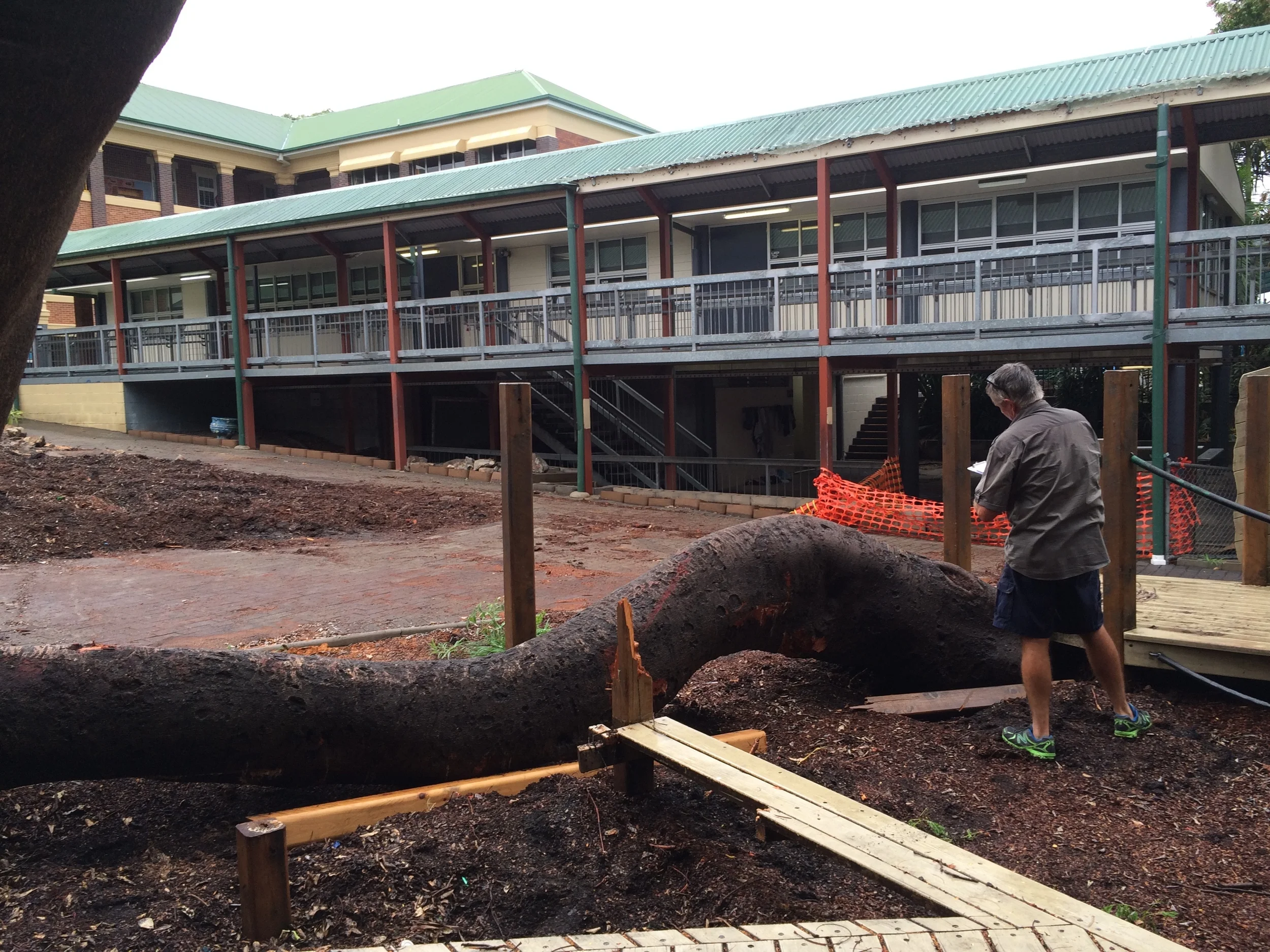 A magnificent Tree could not go to waste