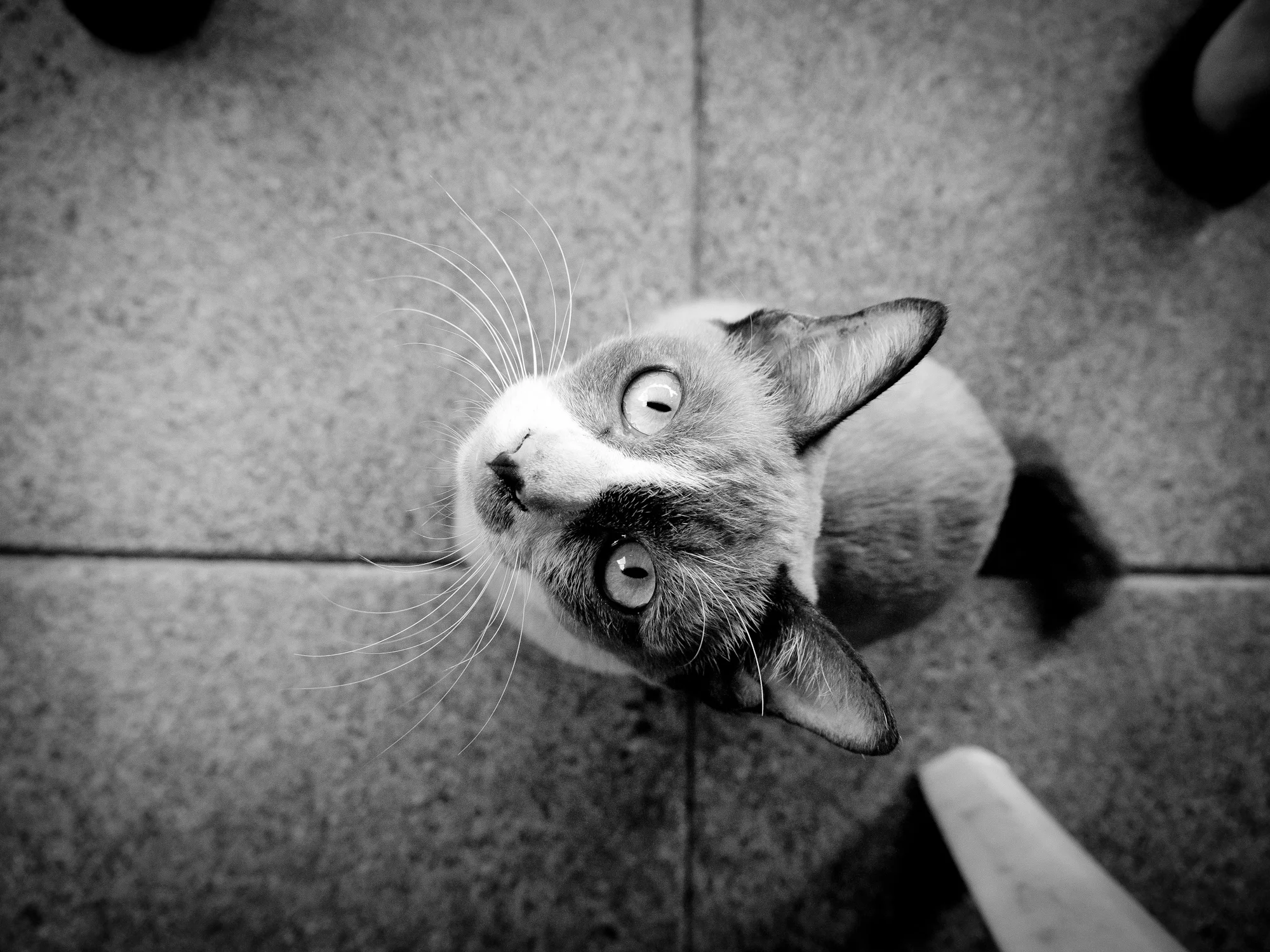 _1130355-447.jpg