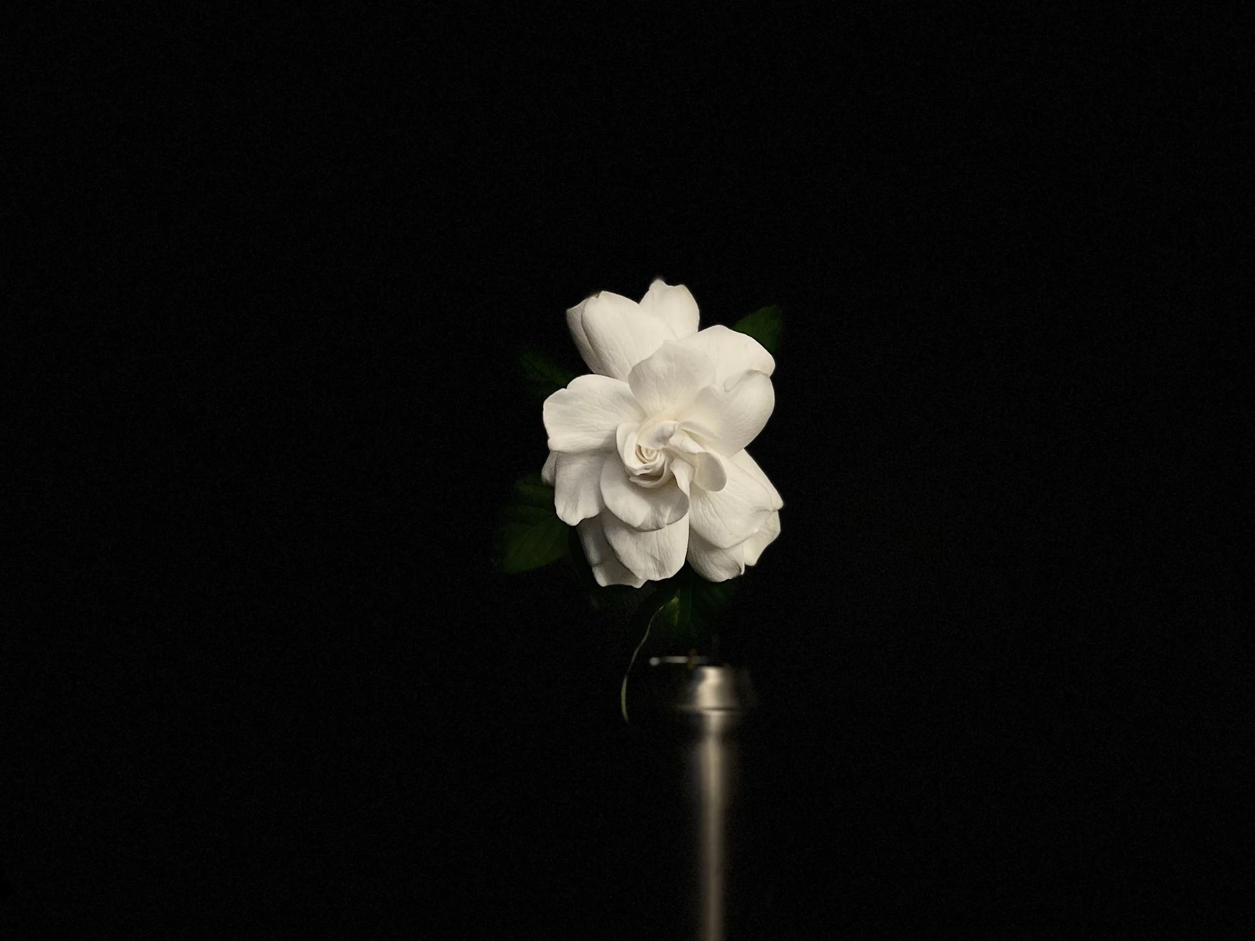 A9A74B8A-CAE9-4BB9-8DCE-7C0592BA4C2E.jpeg