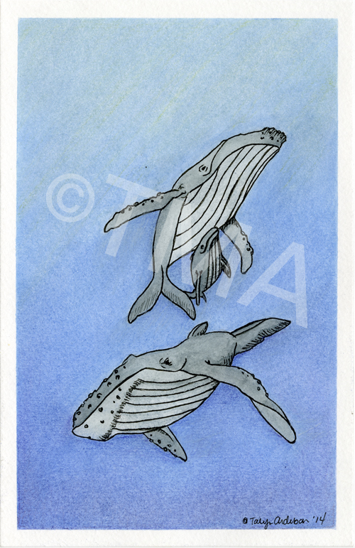 Watercolor whales_tma 2014.jpg