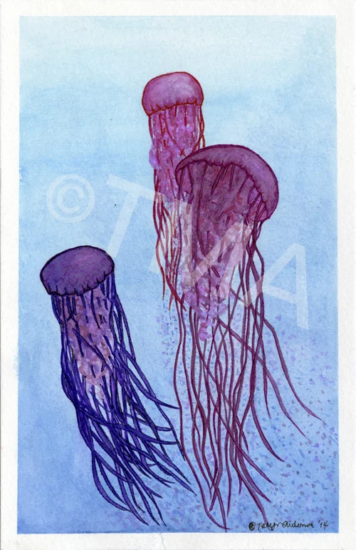 Watercolor jellyfish_tma 2014.jpg