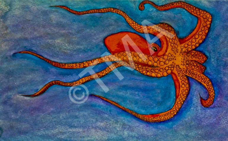Watercolor octopus_tma 2014.jpg
