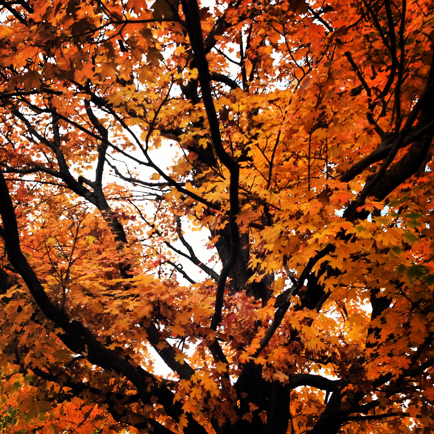 2012-10-18 17.21.04.jpg