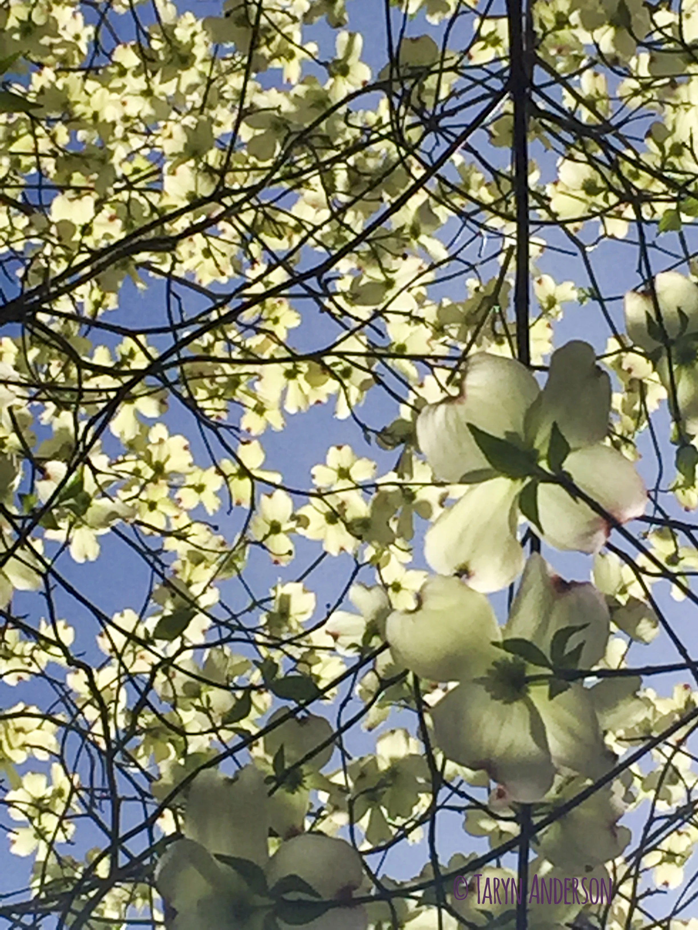 dogwood blossoms_TA.jpg
