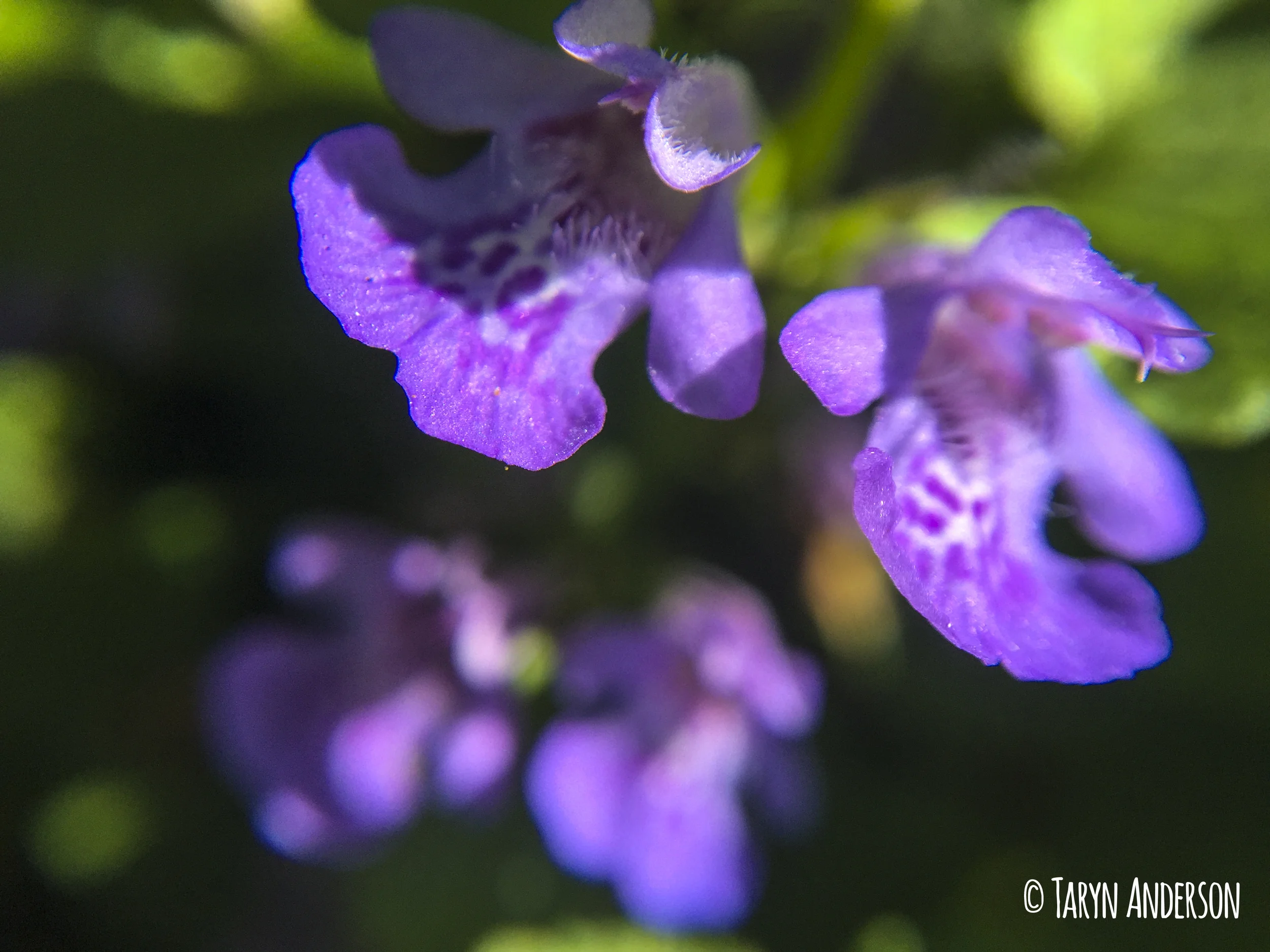 purpleflower closeup_TA.jpg