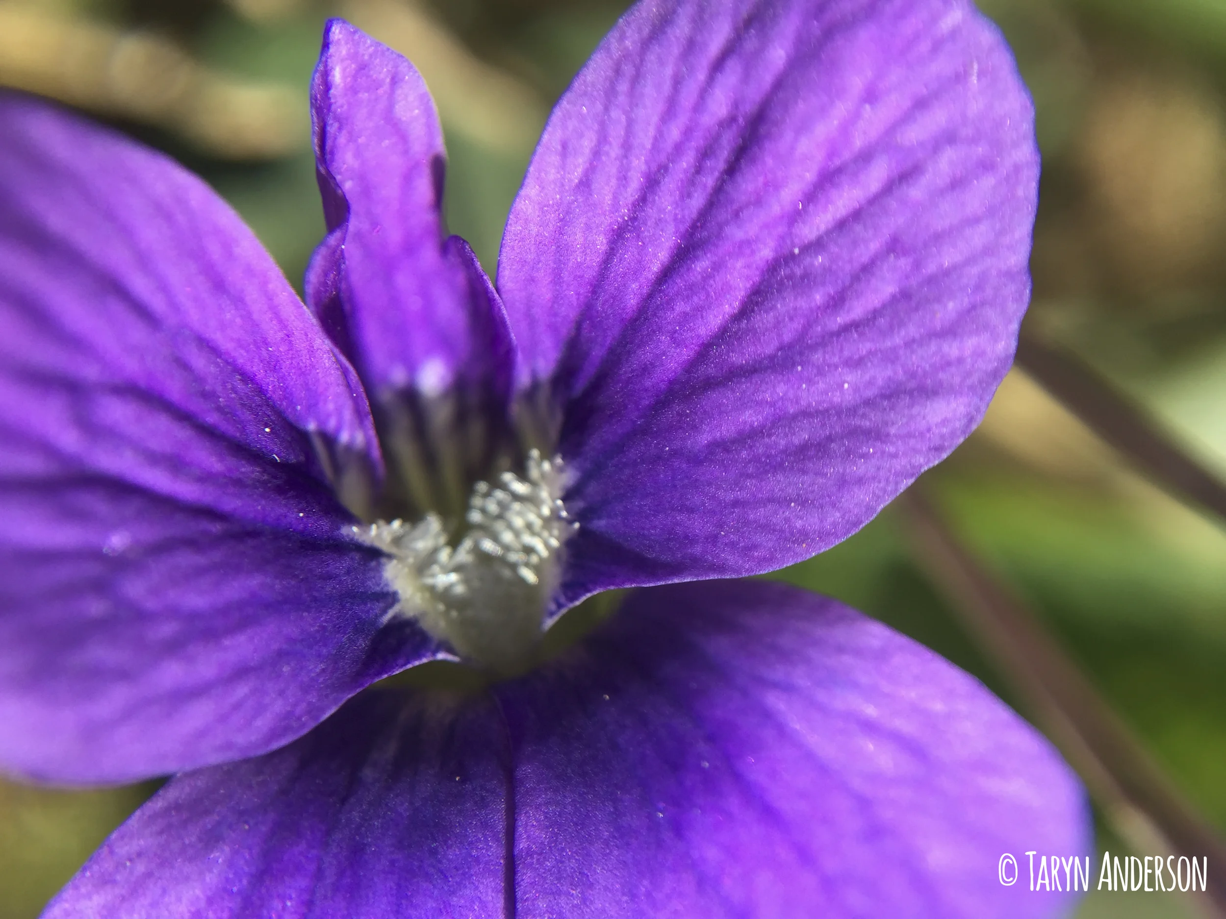 violet close up_TA.jpg