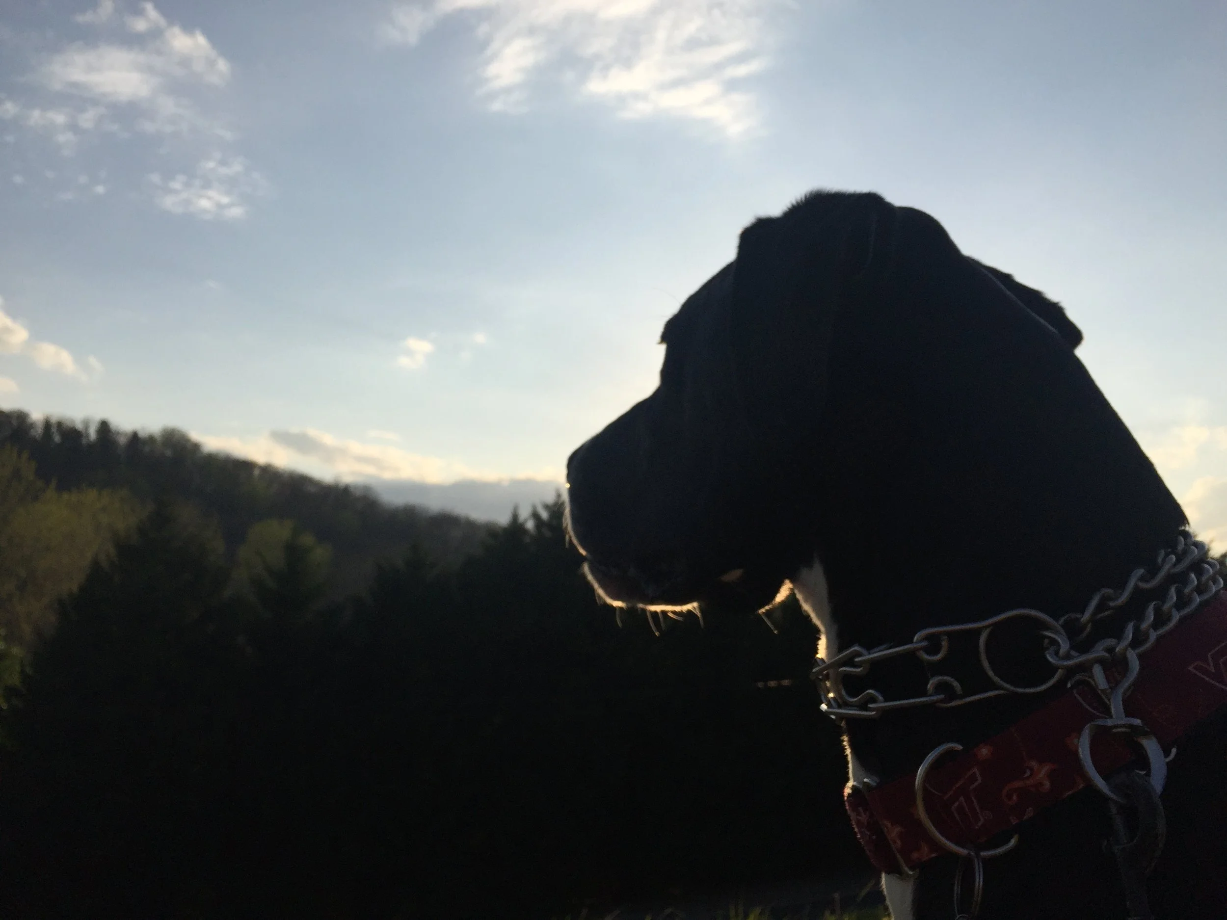 IMG_1631.jpeg