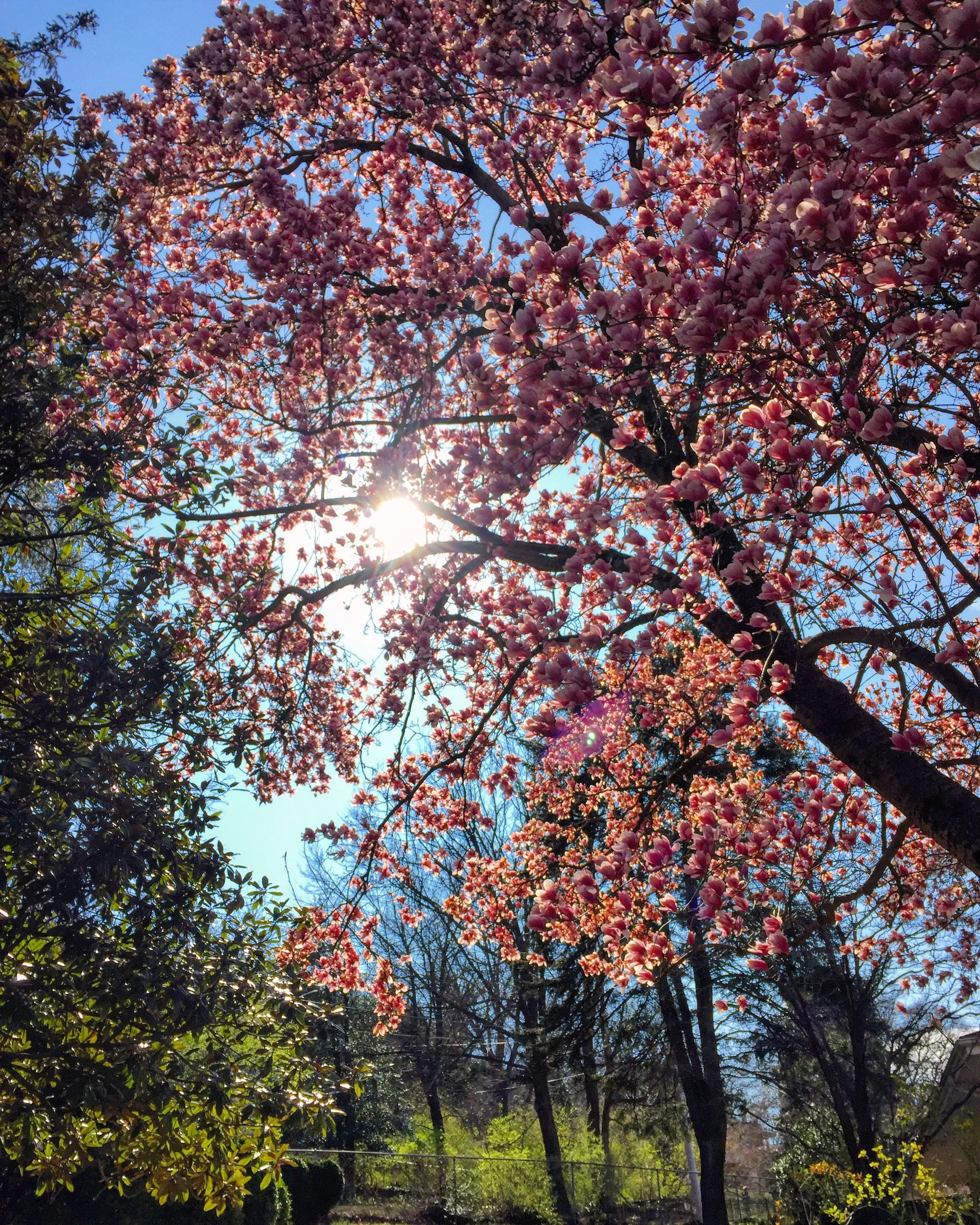 IMG_6419.jpeg