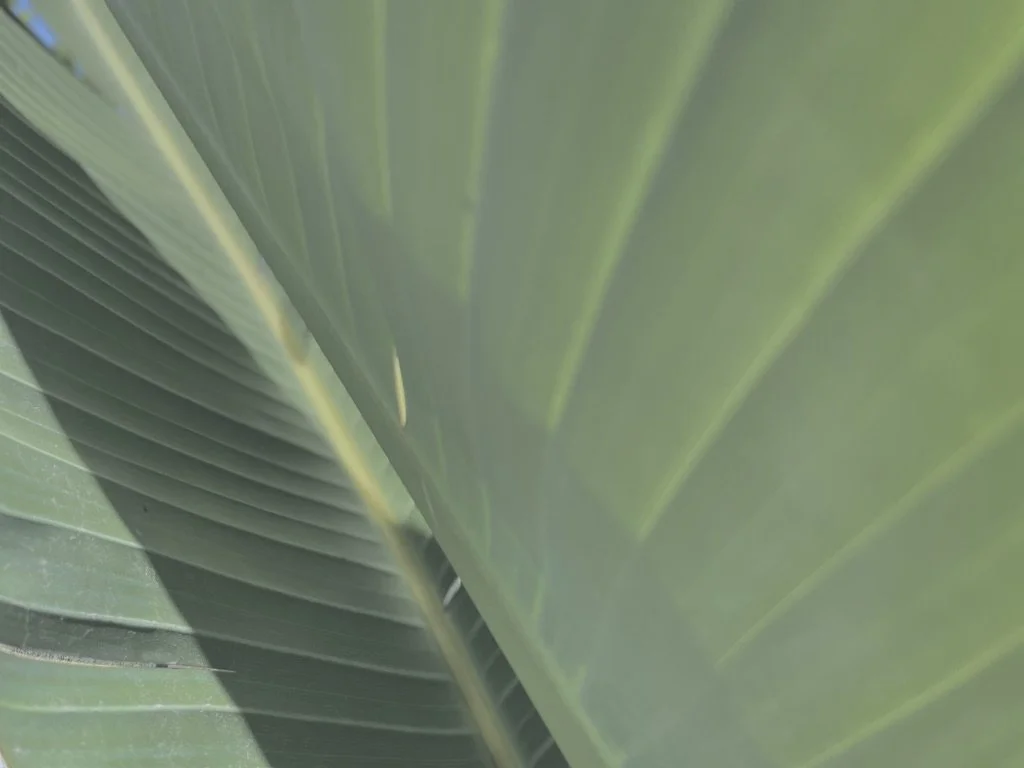 38972EF5-4411-46FB-BEF0-DE6D14671D2E_1_105_c.jpeg