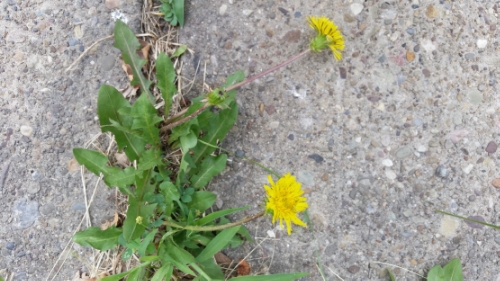 The humble yet amazing dandelion!