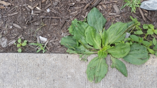 Super plant PLANTAIN!