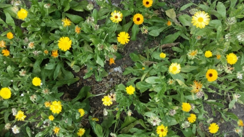 Bright and sunny calendula