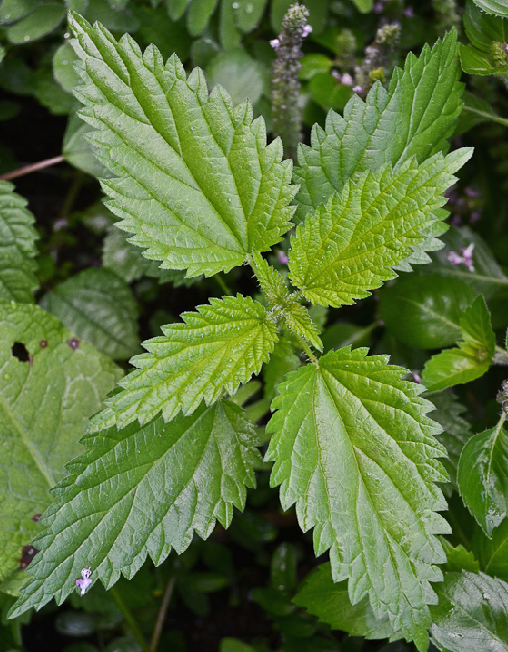 nettle.png