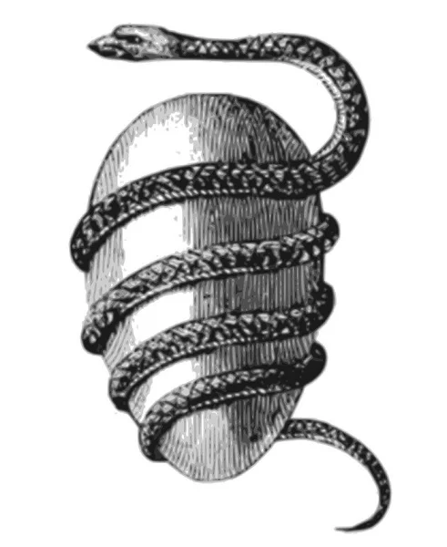 snake_egg.jpg