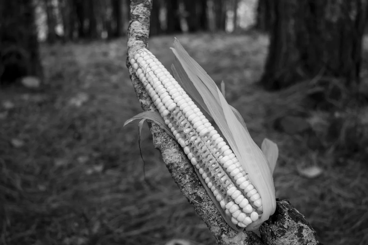 Xik'ajan / Hoja de elote / Corn leaf
