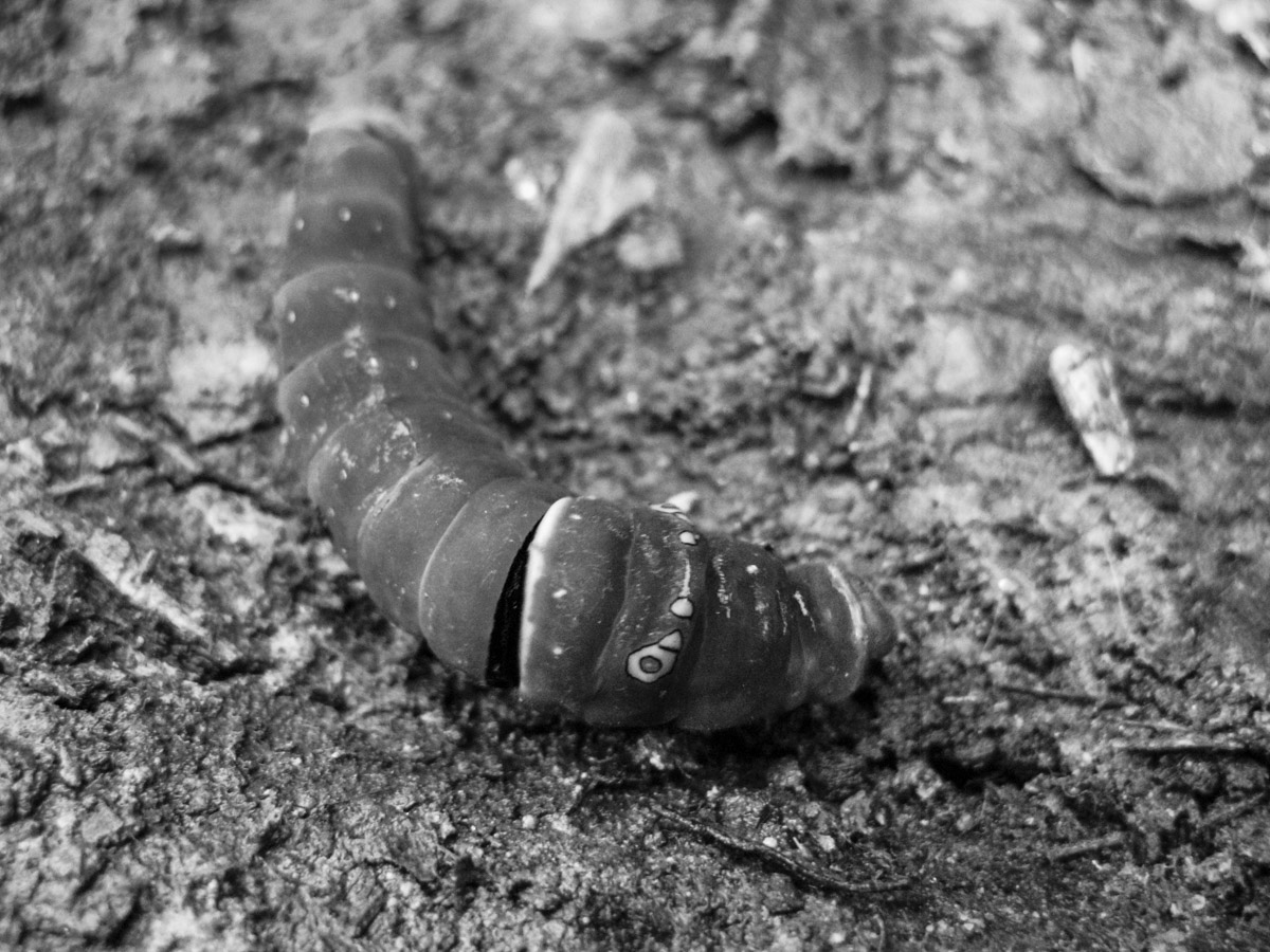 Buluk' / Oruga / Caterpillar