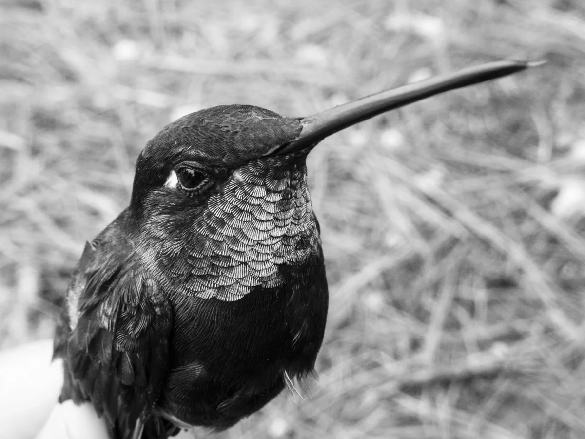 Ts'unun / Colibrí / Hummingbird