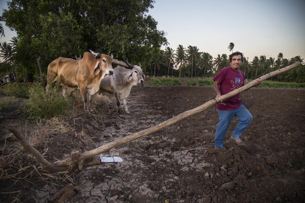  Preparativos de la yunta. 