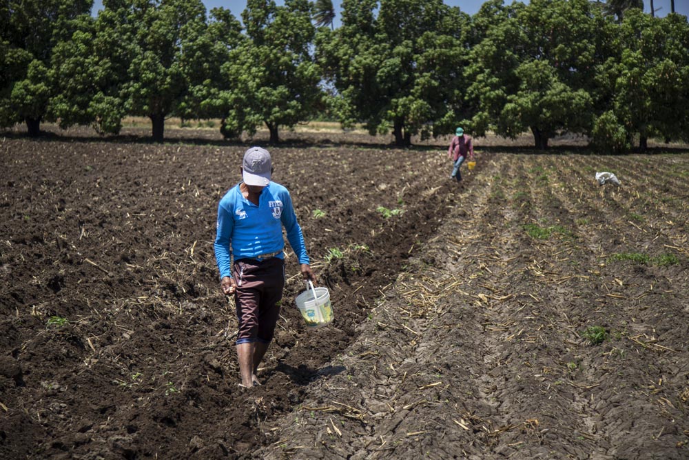  Dependiendo de la extensión del terreno, se pueden ocupar hasta dos o más sembradores. 