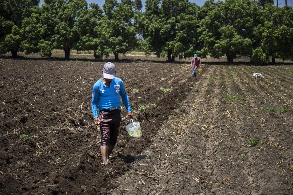 Dependiendo de la extensión del terreno, se pueden ocupar hasta dos o más sembradores.
