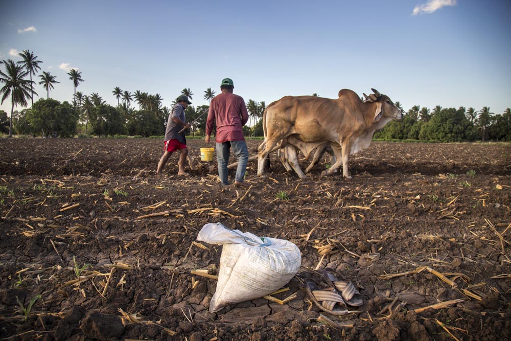  El trabajo se realiza descalzo por comodidad y para que se entierre con mayor facilidad el maíz entre la tierra y por la práctica heredada. 