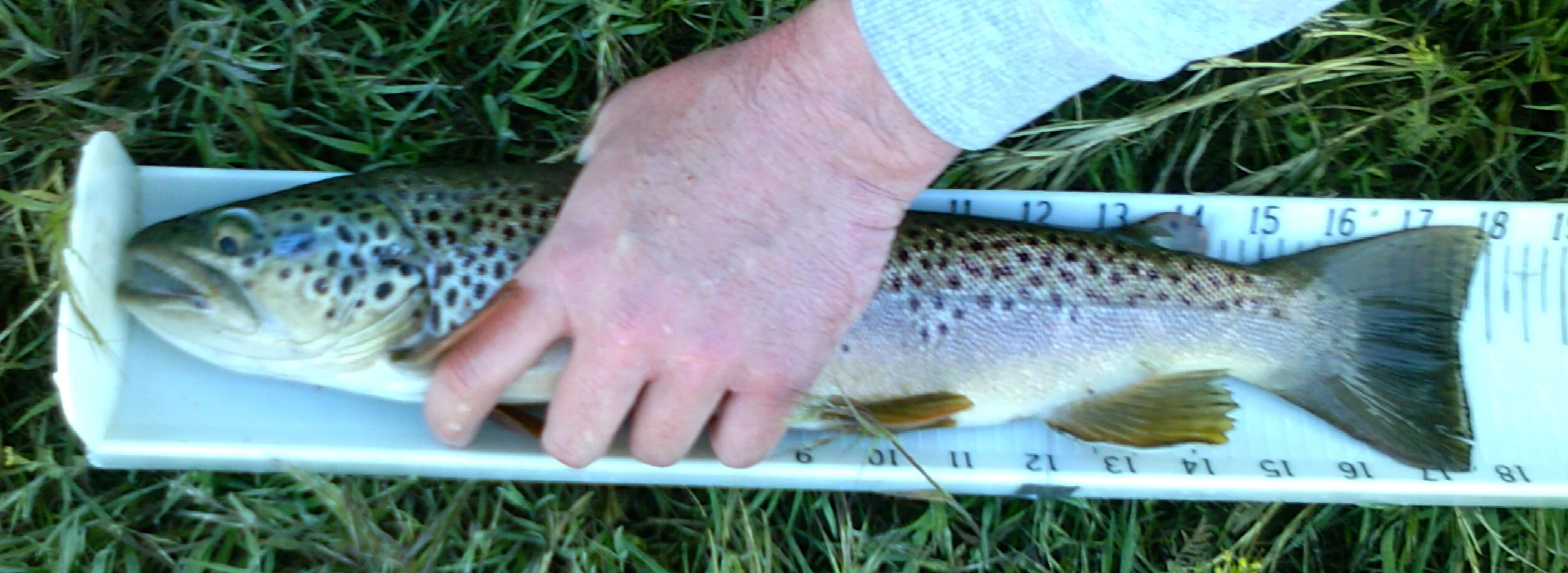 ResMed Narval CC Case Study: Size Matters!