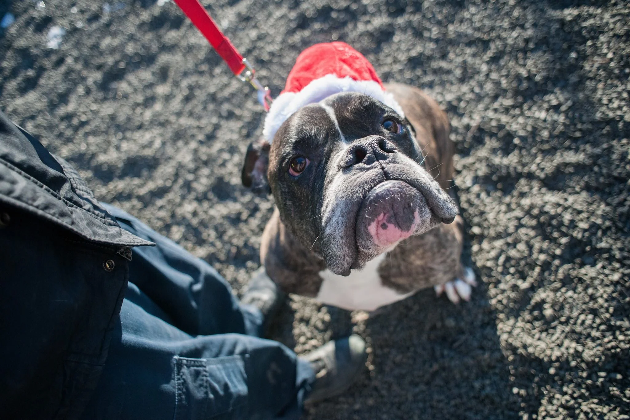 Home For The Holidays Lemmy.jpg