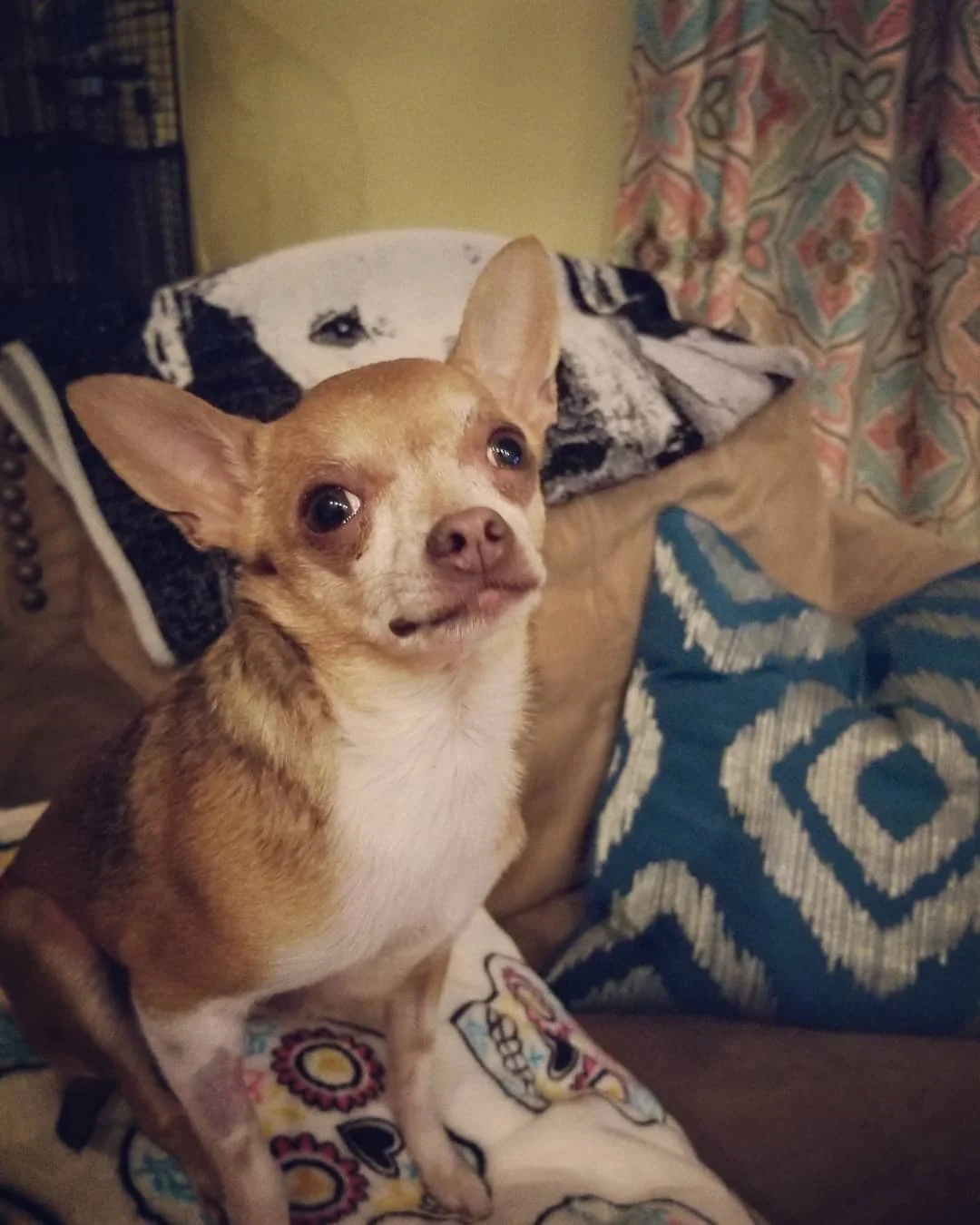 Pepino the Chihuahua