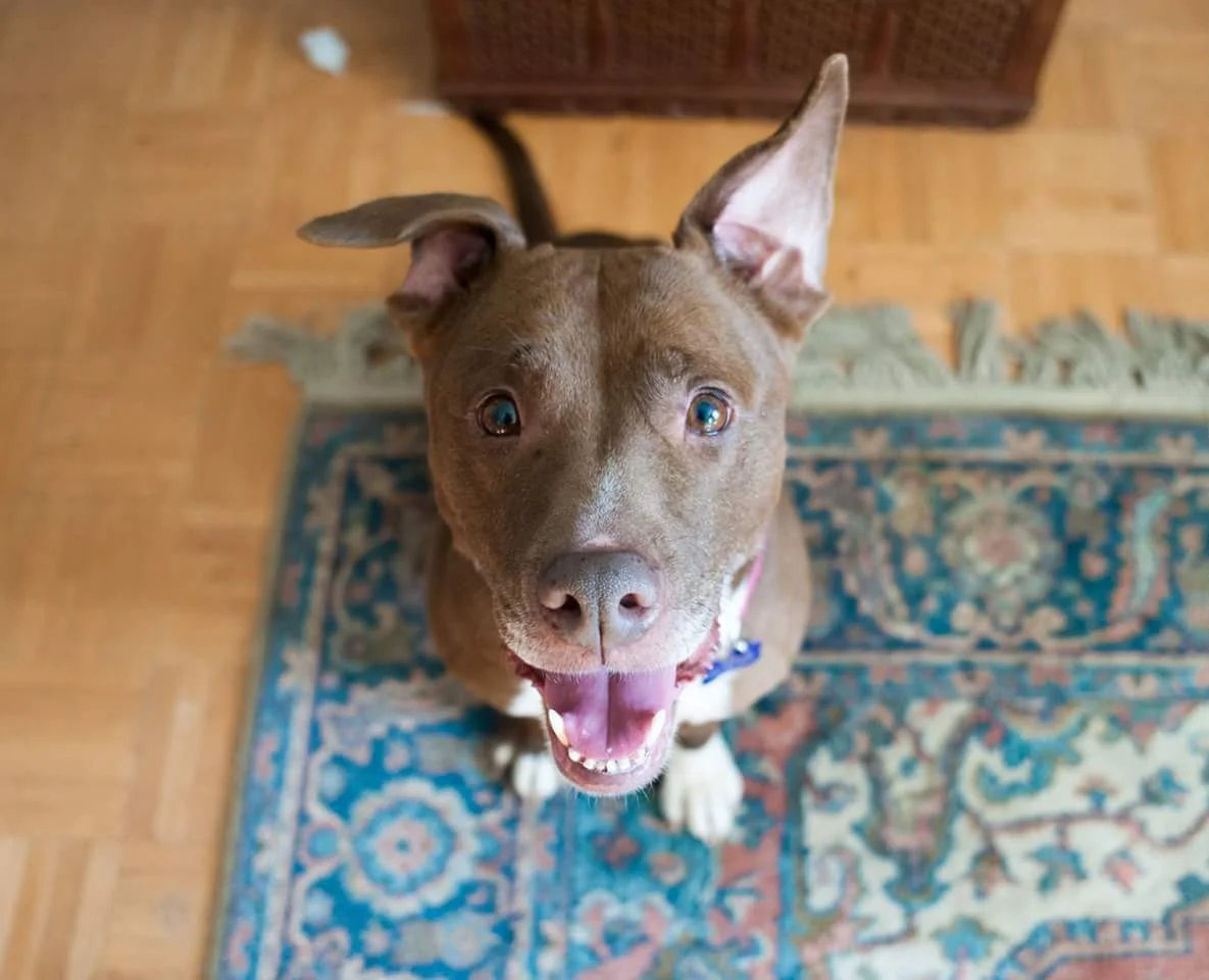 Spring 2018 Thank Dog Rescue Fundraiser