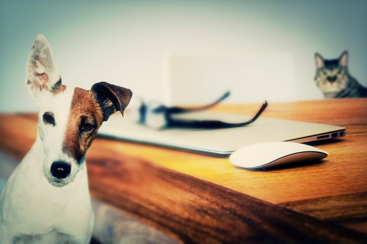 How To Write Social Media Posts for Adoptable Pets — The Little Marketing  Genius