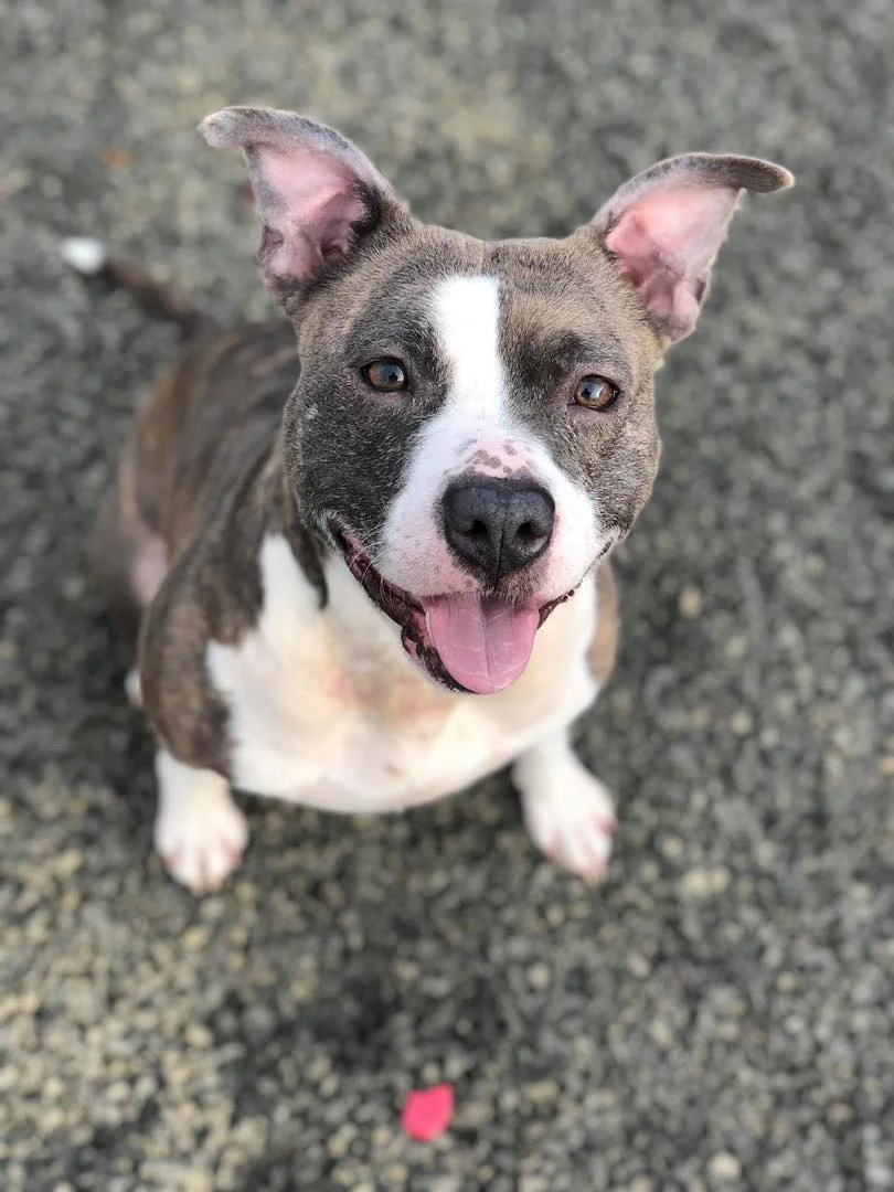 Photo Courtesy of Wallingford Animal Control