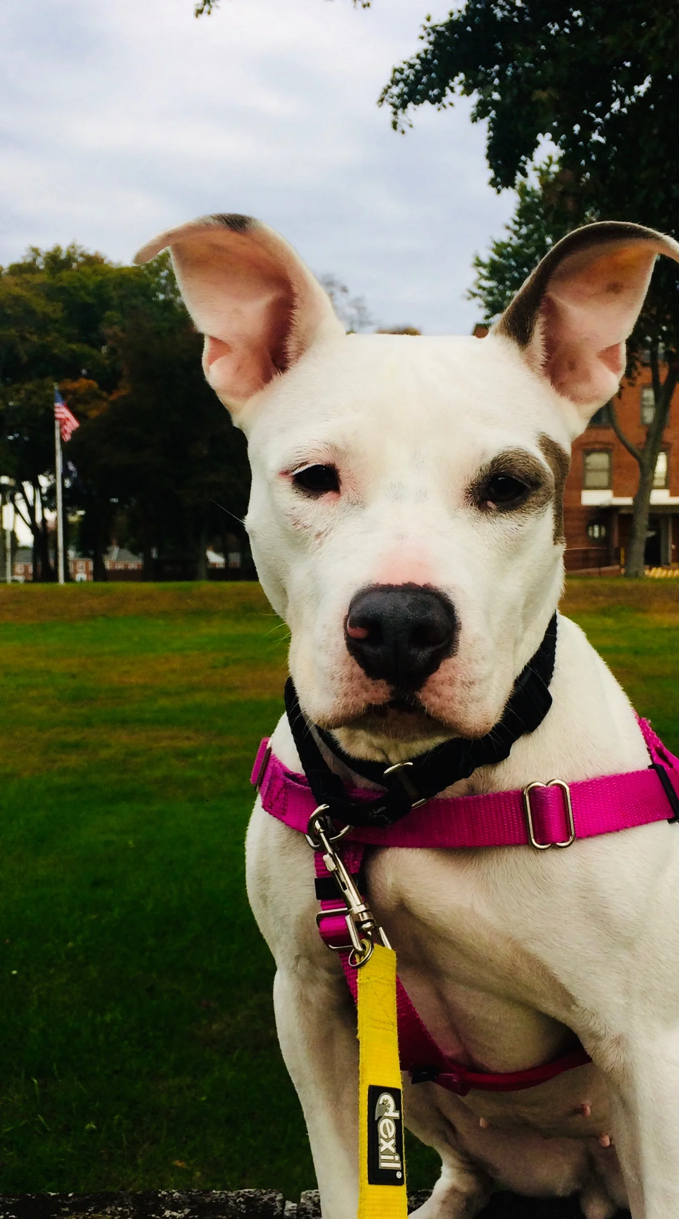 Lilly is sporting her hot pink harness … she’s ready to tackle her mileage! (Photo Courtesy of DogFitCT )