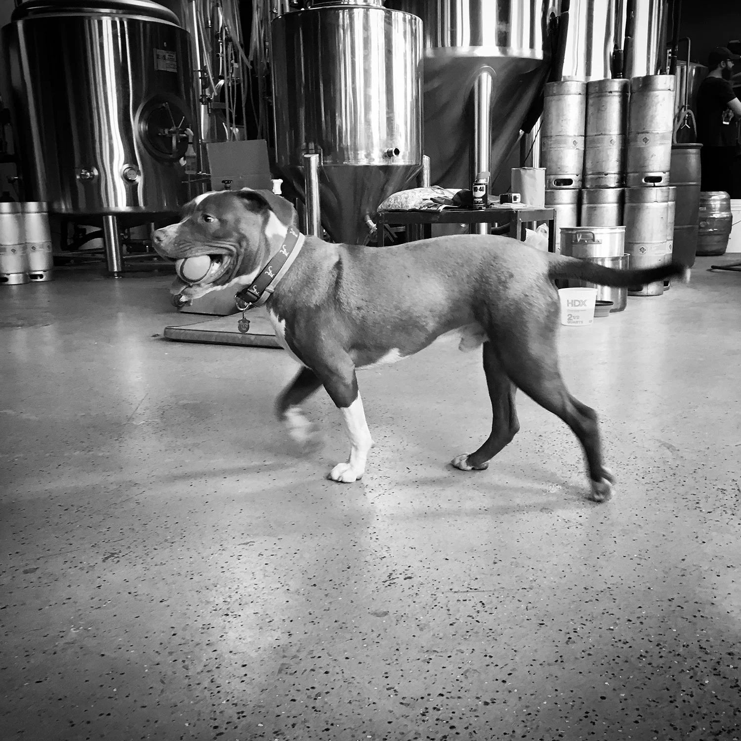 I call this masterpiece: Bama in a Brewery. This photo was taken (on my iPhone) at our favorite Middletown brewery, Stubborn Beauty. I then used Instagram to apply some funky effects.