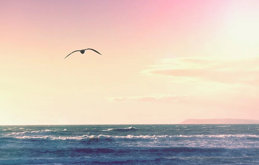 sea-gull-sunset.jpeg