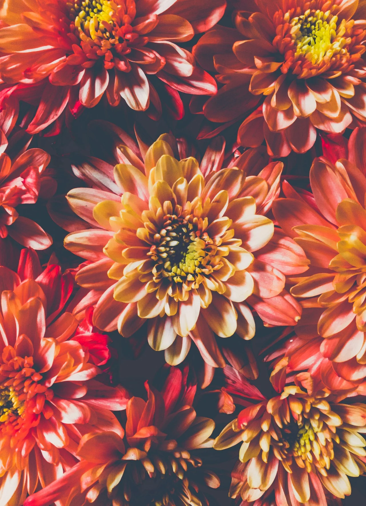 pink and red flowers.jpg