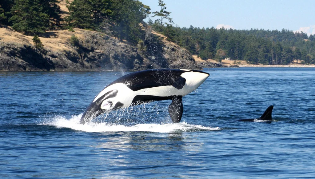 Breaching Orca