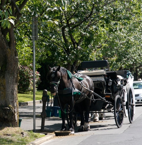 Carriage Rides Victoria BC