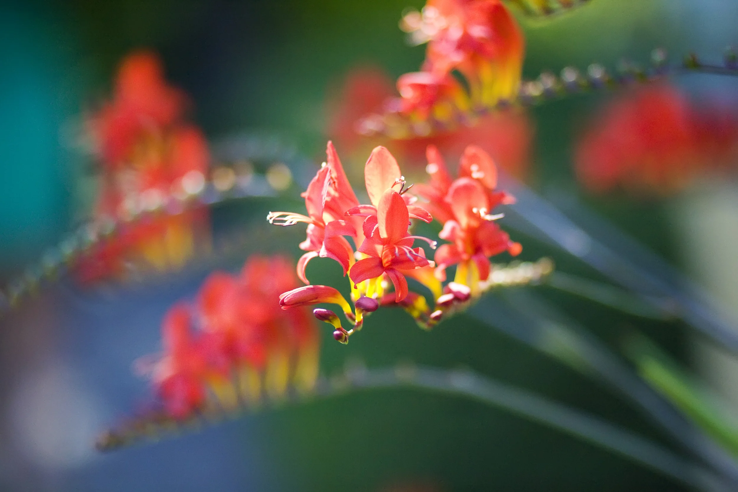 Crocosmia