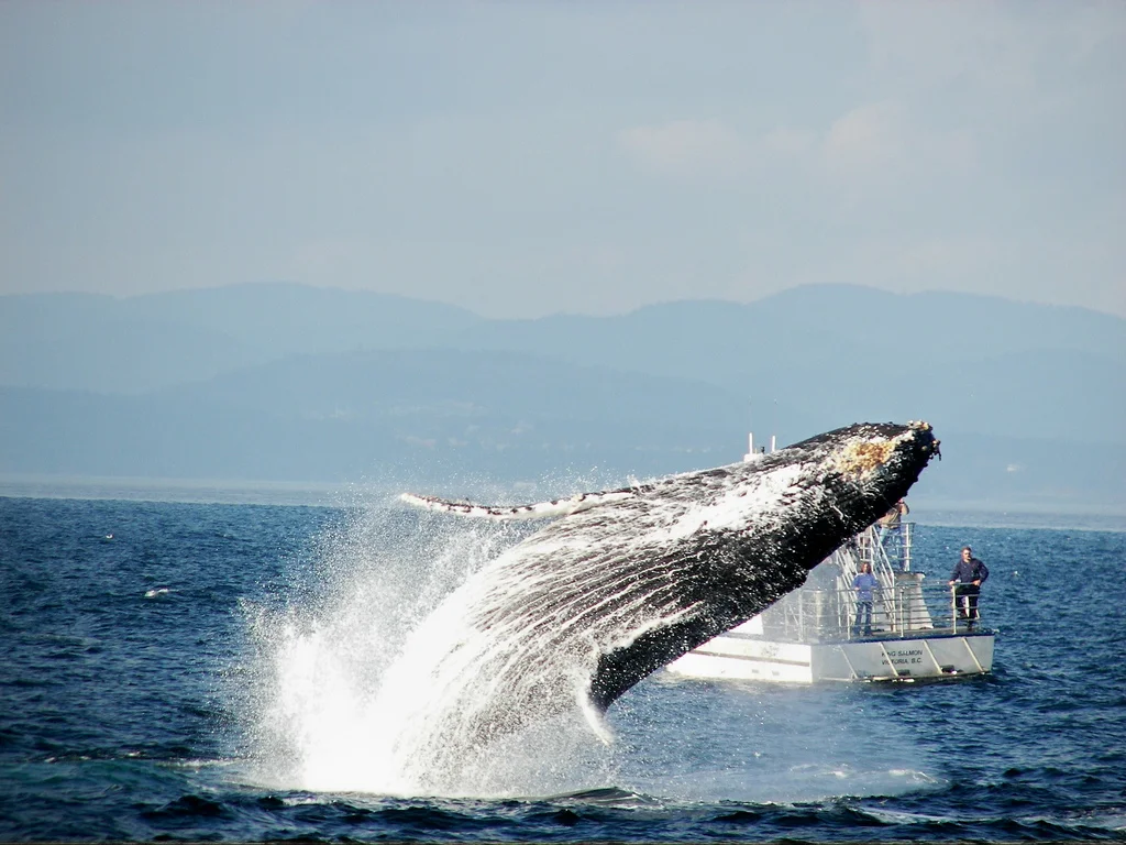 Breaching Humpback by Jacklyn Barrs.jpg