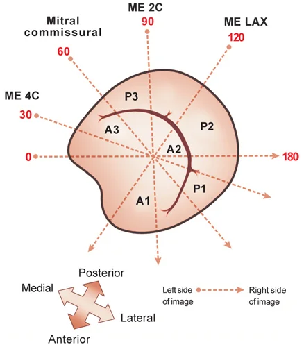 Basic Echo Reference — UW Cardiology Fellows