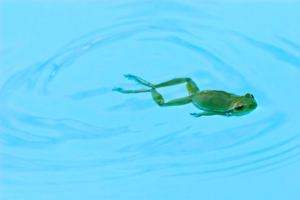 frog_in_pool