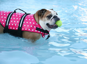 wp_dog_cover