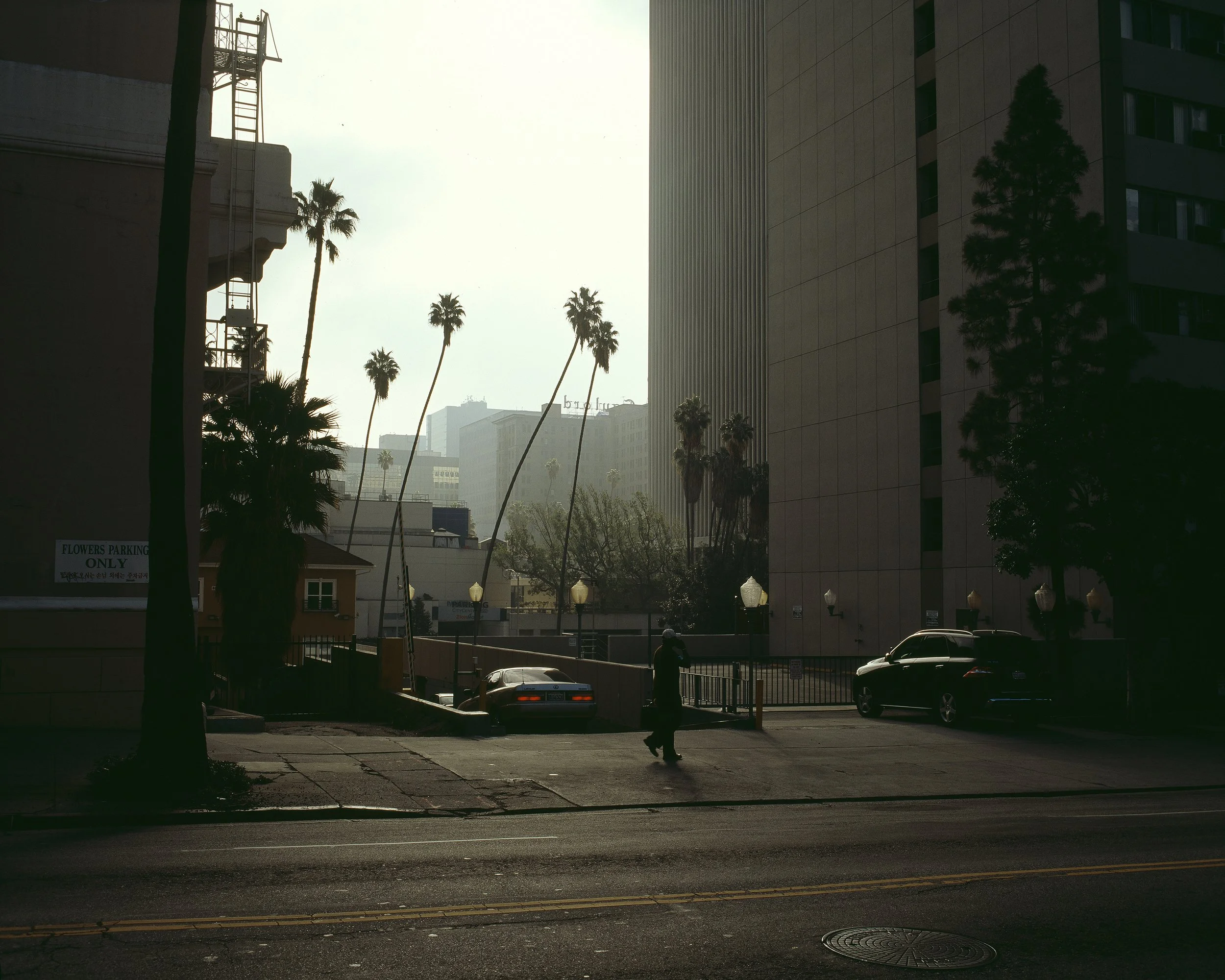 L.A._Palms_07.jpg