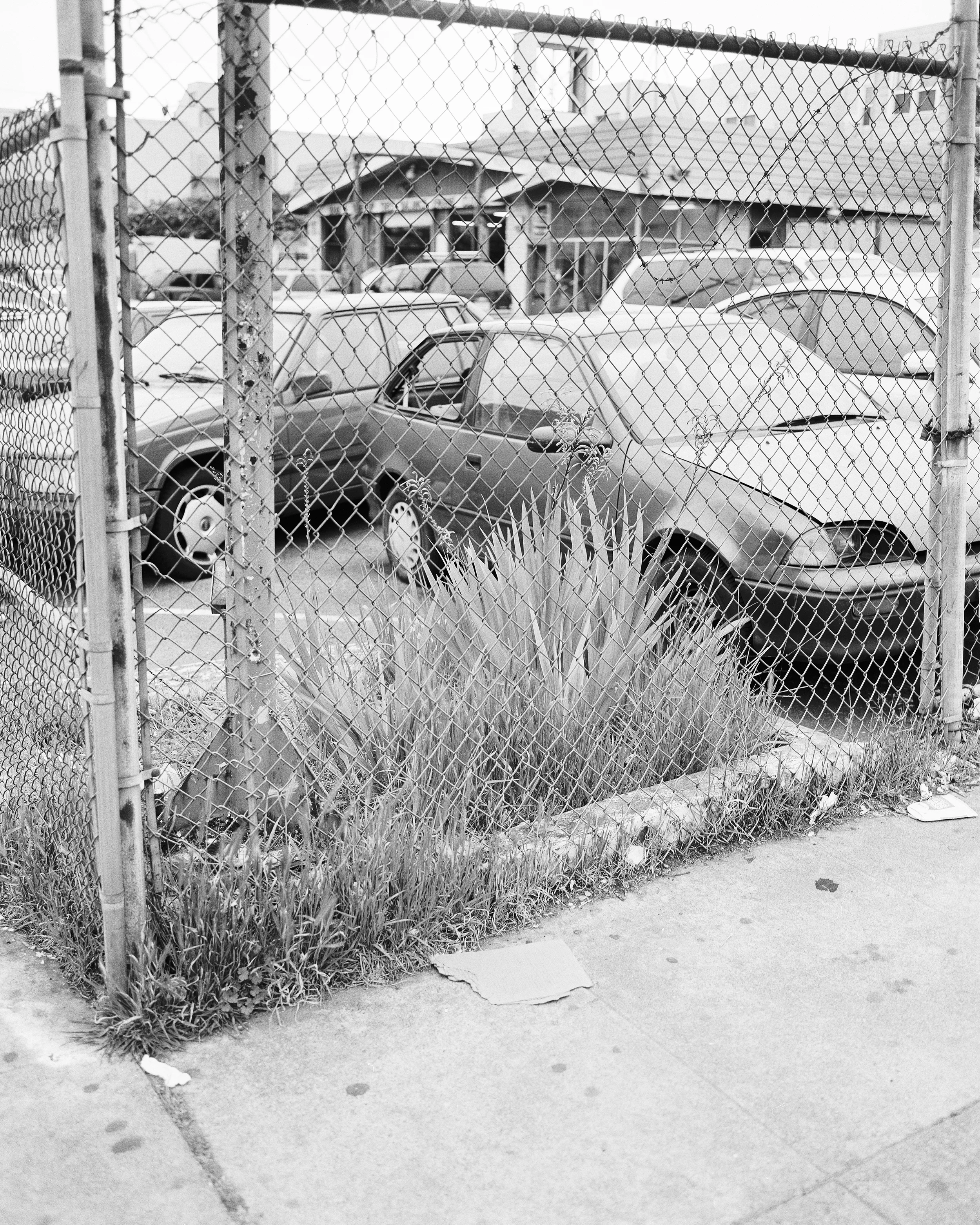 Fence_And_Plant.jpg