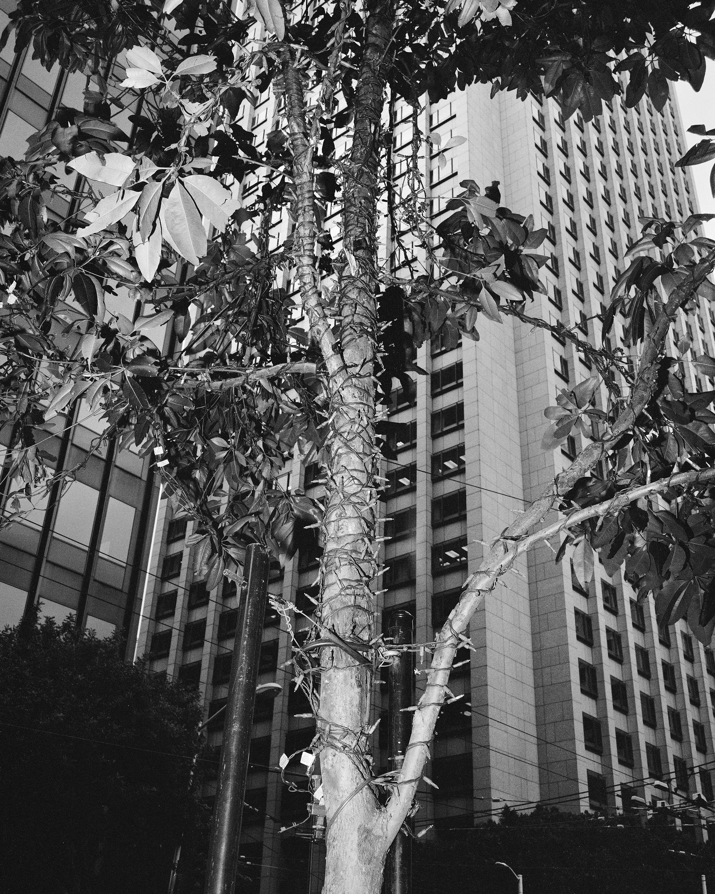 Tree_With_Lights.jpg