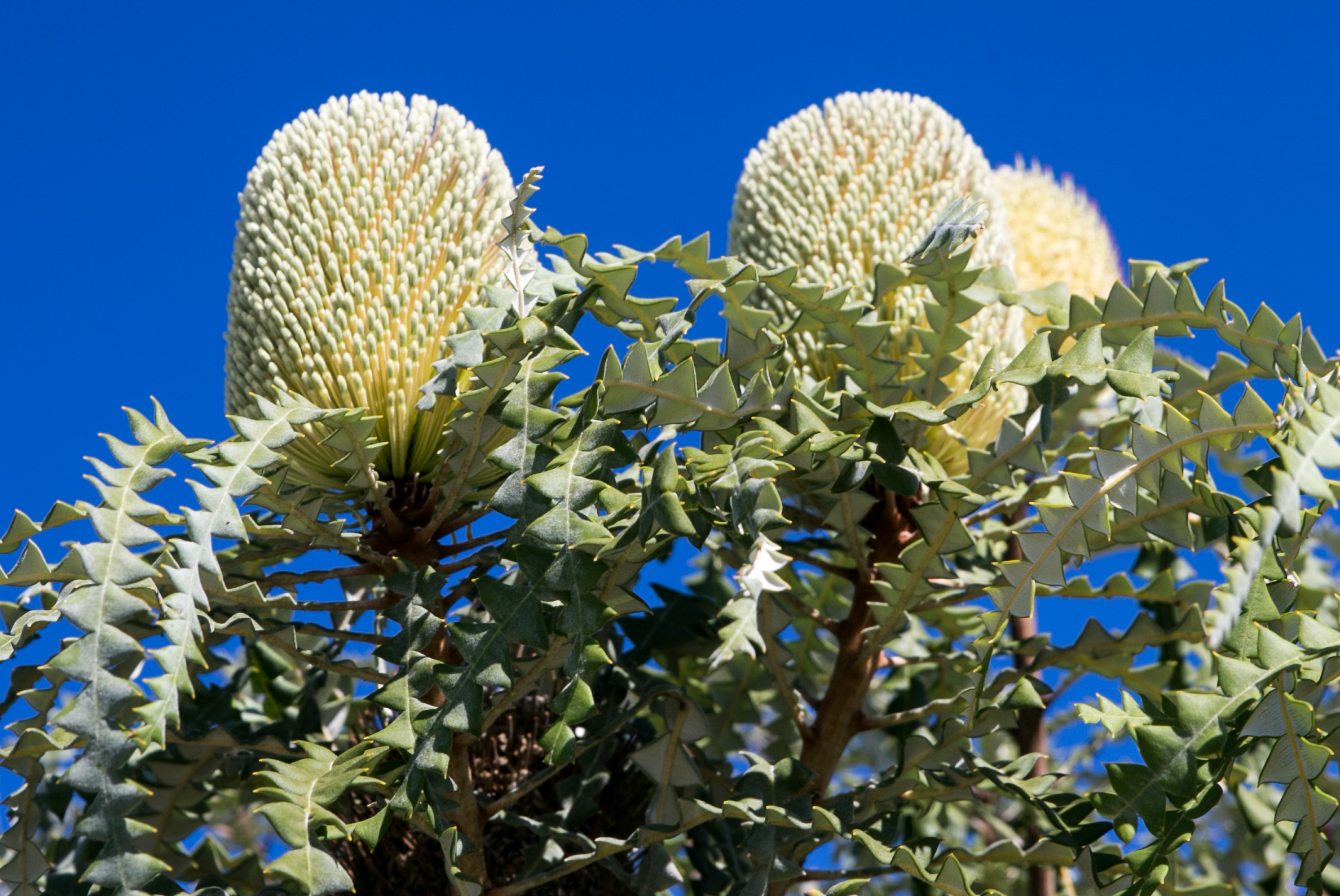 Cape Arid banksias