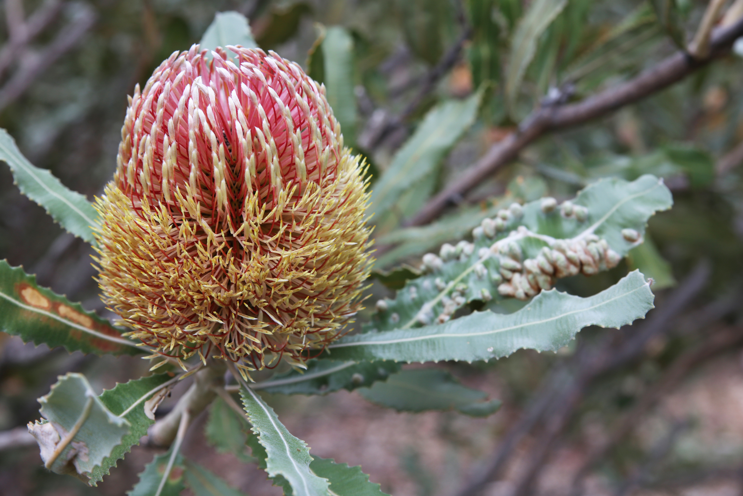 Banksia in Kings Park