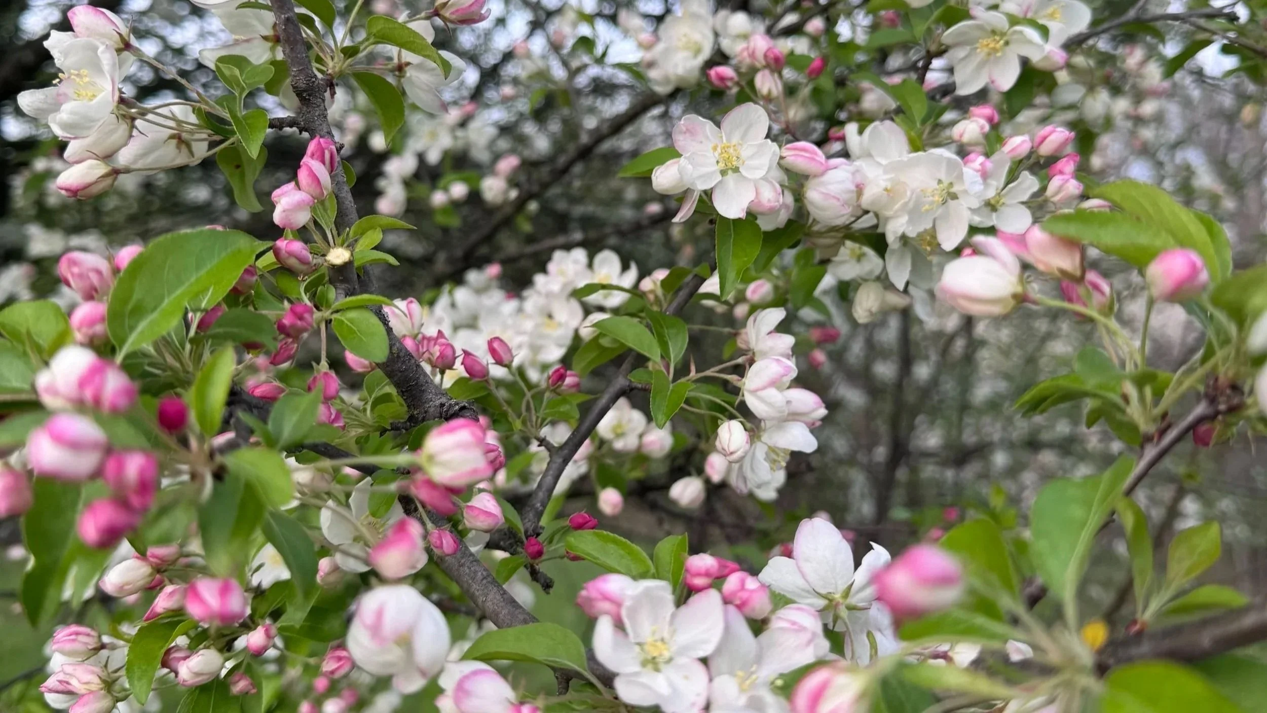 Dispatch from the Ranch: Ode to Spring