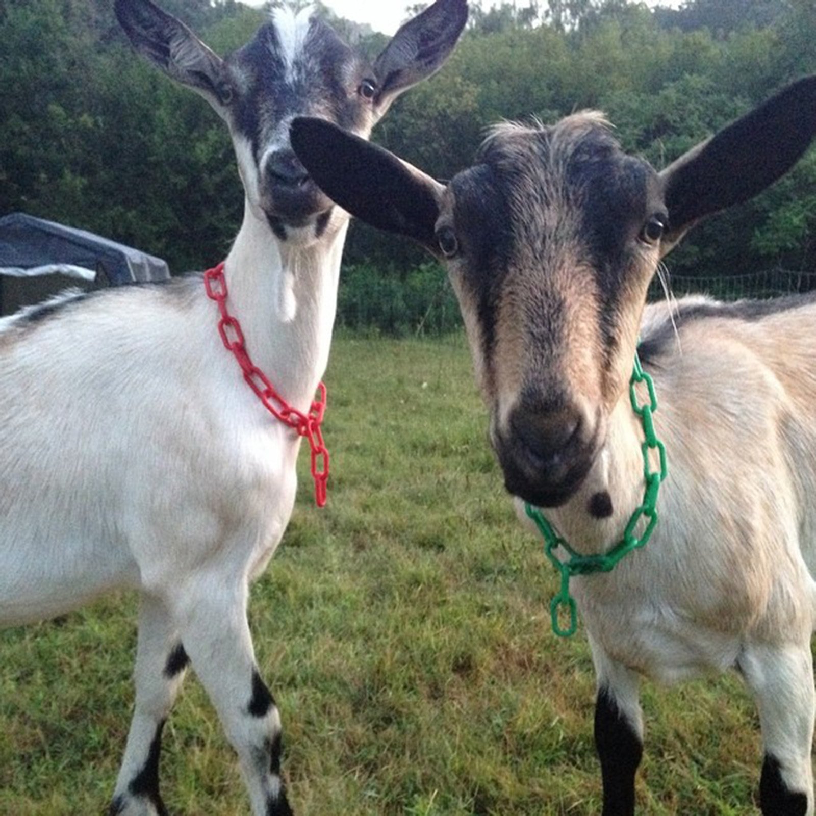 goats1.jpg