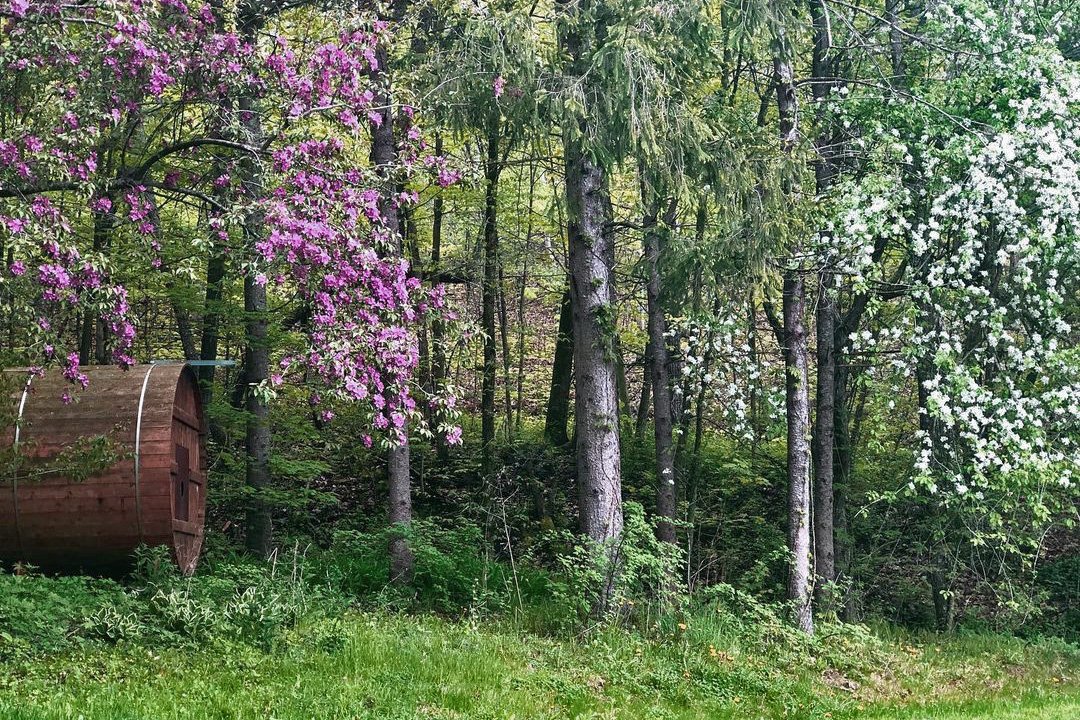  Spring trees in bloom at Red Clover Ranch 